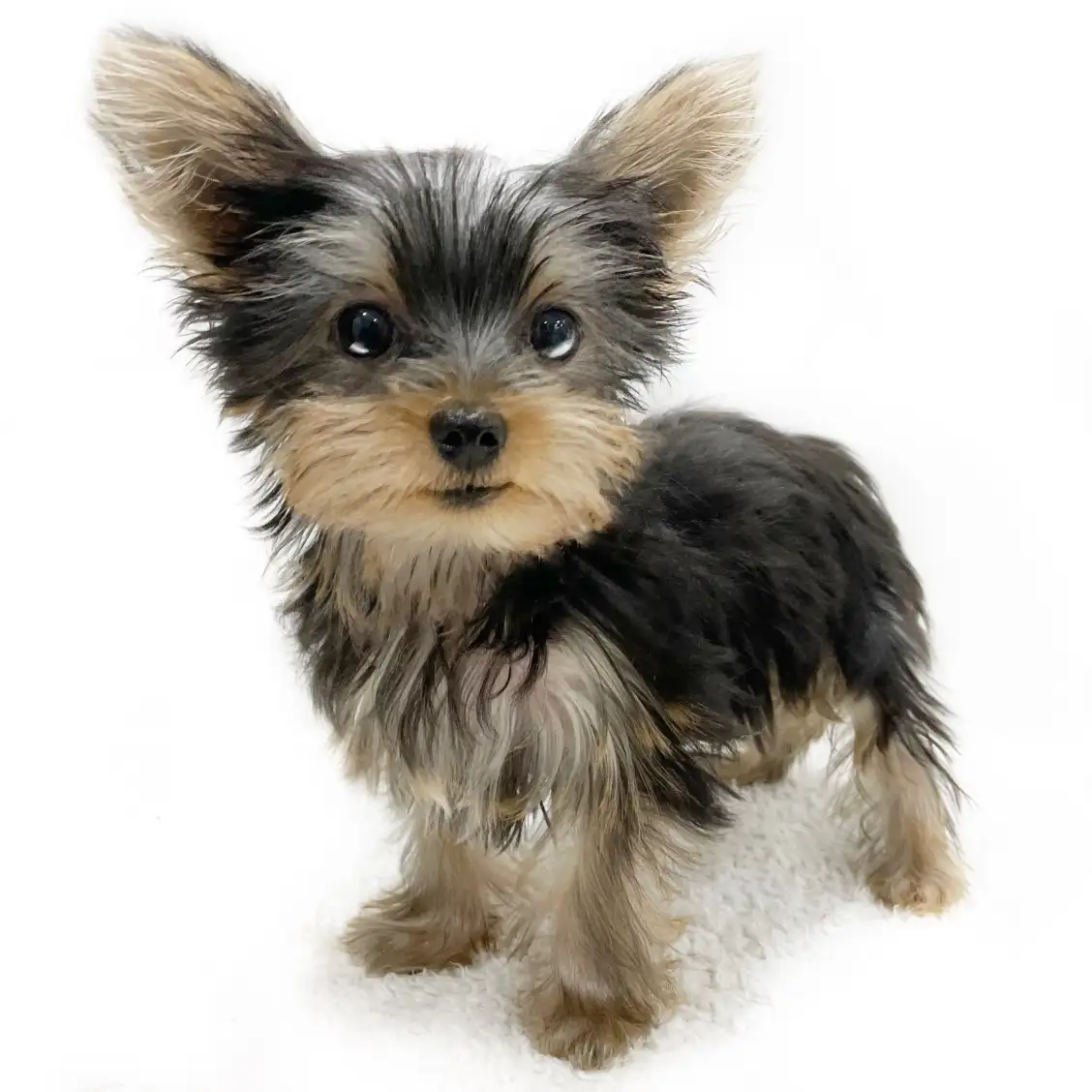 ヨークシャーテリア