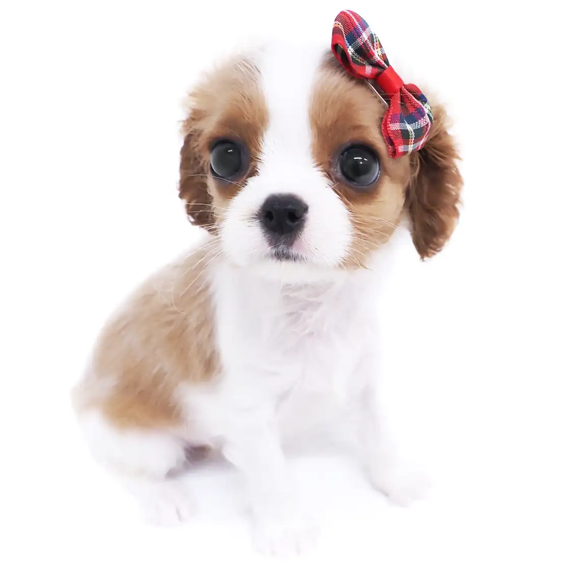 キャバリア・キングチャールズ・スパニエル