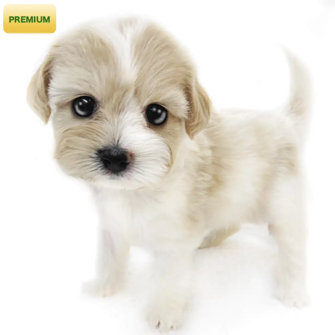 MIX(キャバリアキングチャールズスパニエル×ビションフリーゼ)