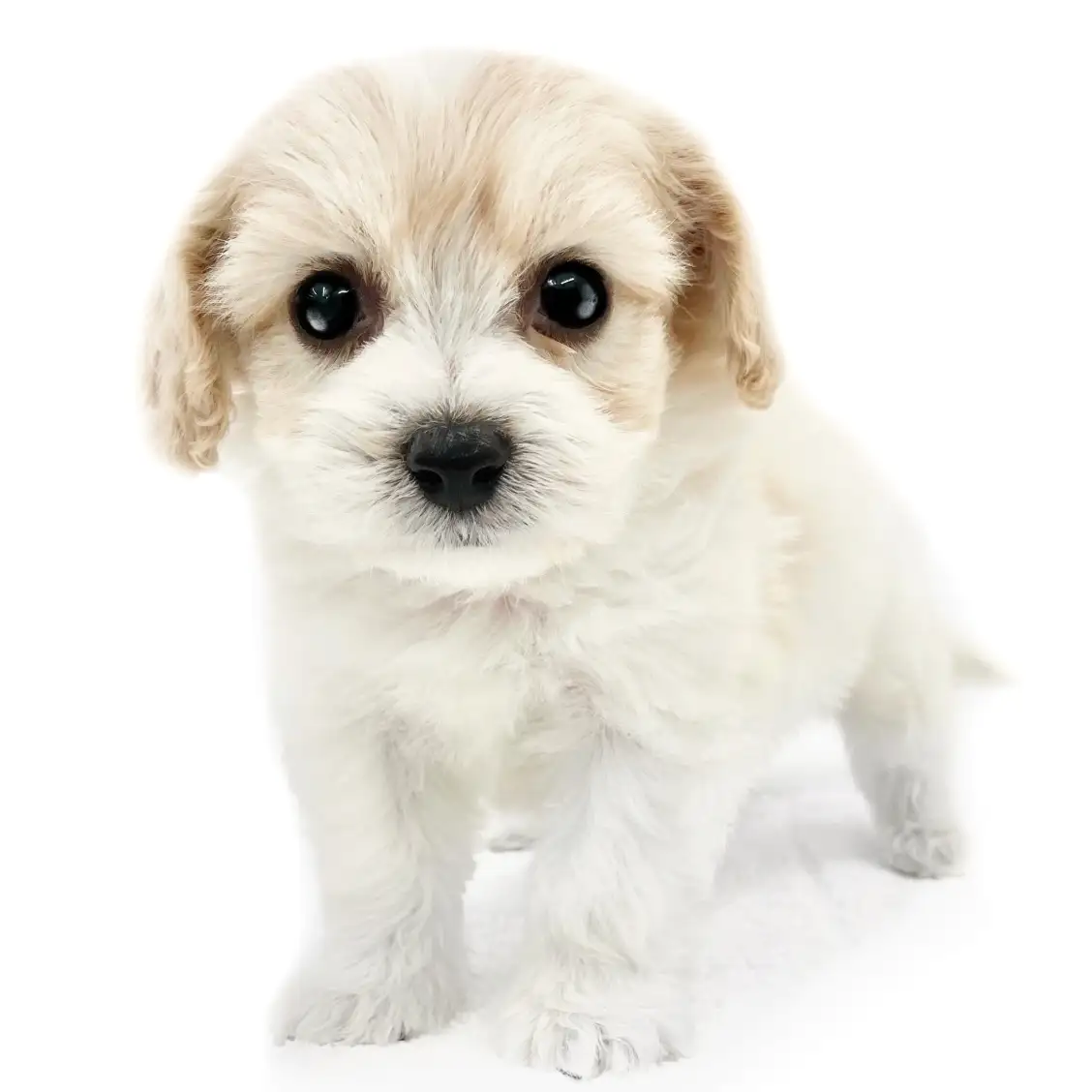 MIX(キャバリアキングチャールズスパニエル×ビションフリーゼ)