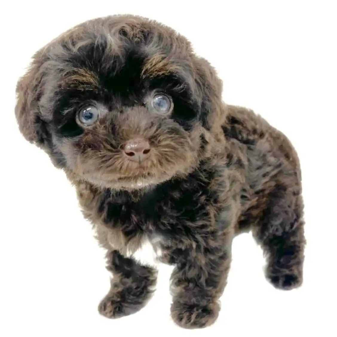 MIX(トイプードル×チワワ)