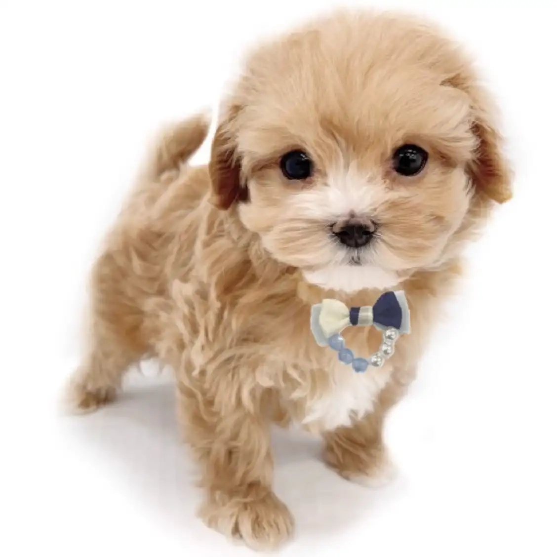 MIX(マルチーズ×トイプードル)