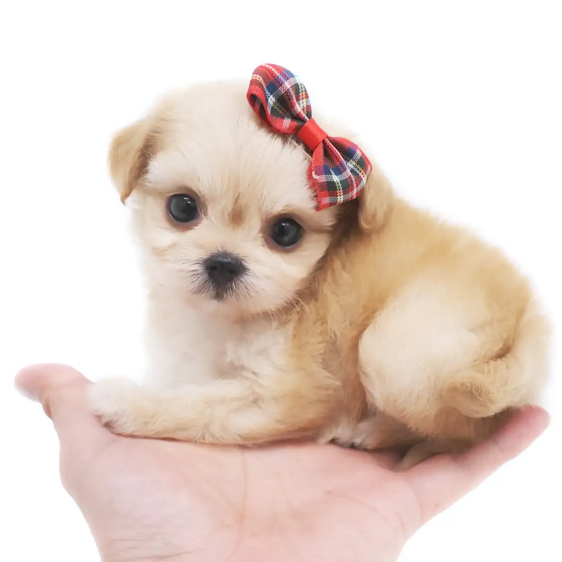 MIX(トイプードル×チワワ)