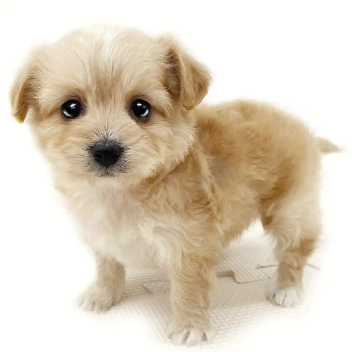 MIX(トイプードル×チワワ)