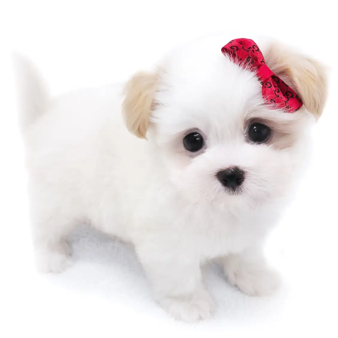 MIX【マルチーズ×（狆×マルチーズ）】