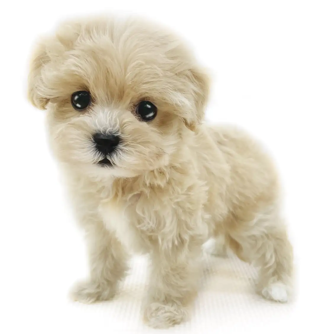 MIX(マルチーズ×トイプードル)