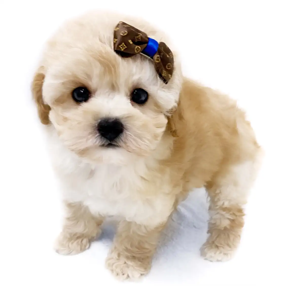 MIX(ビションフリーゼ×トイプードル)