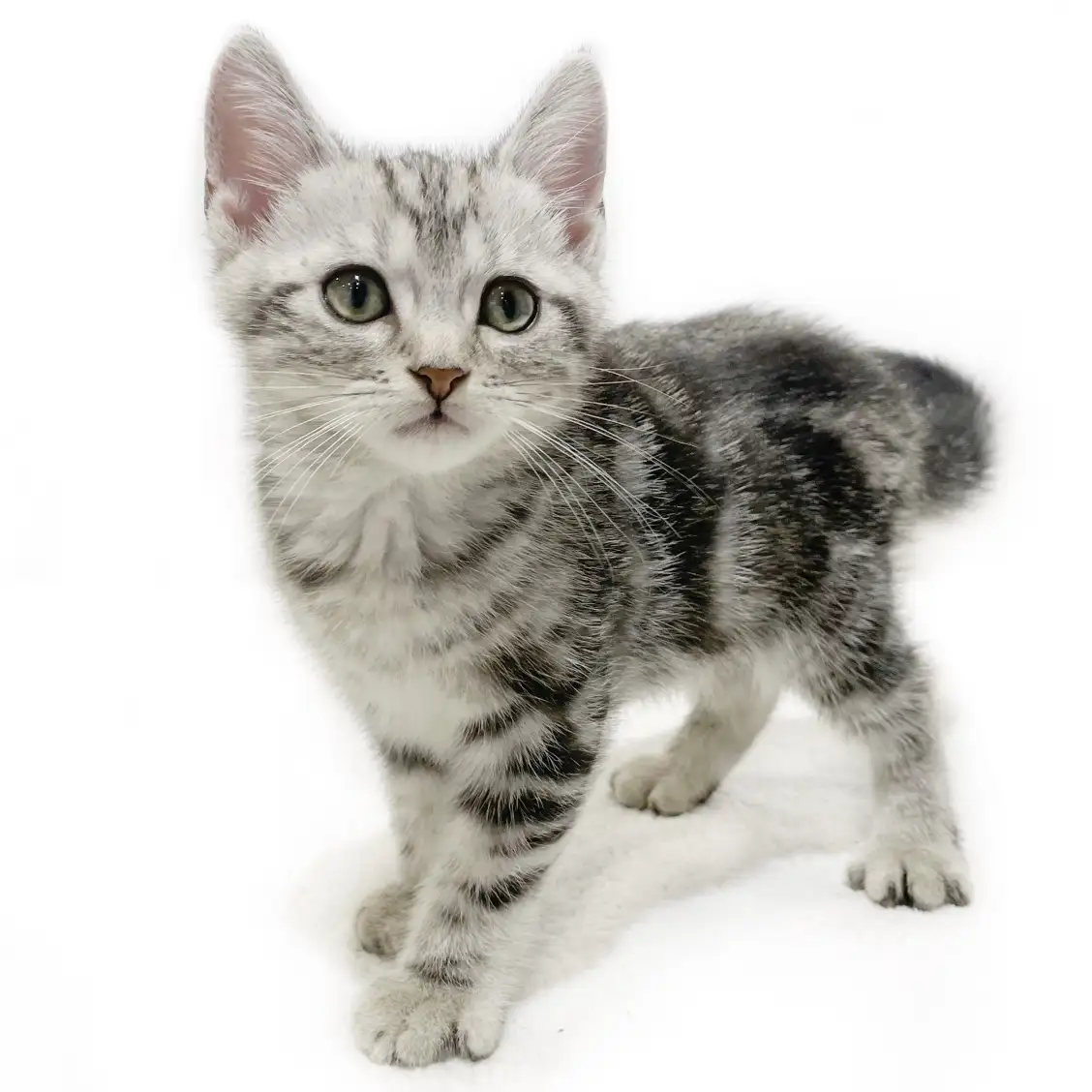 アメリカンショートヘア