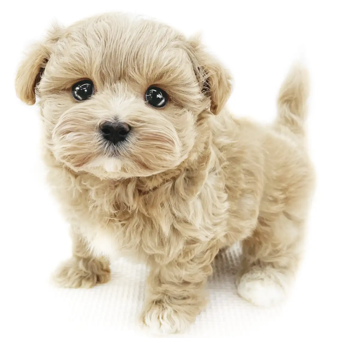 MIX(マルチーズ×トイプードル)