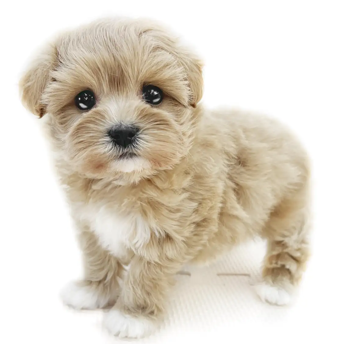 MIX（トイプードル×マルチーズ）