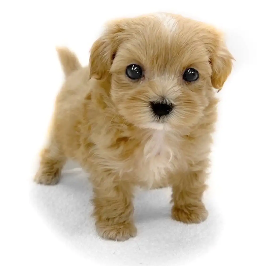 MIX（トイプードル×マルチーズ）