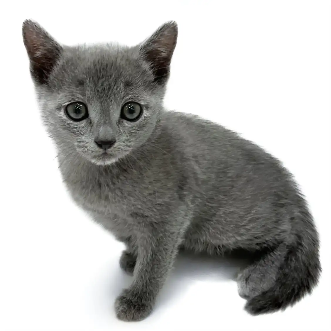 ロシアンブルー