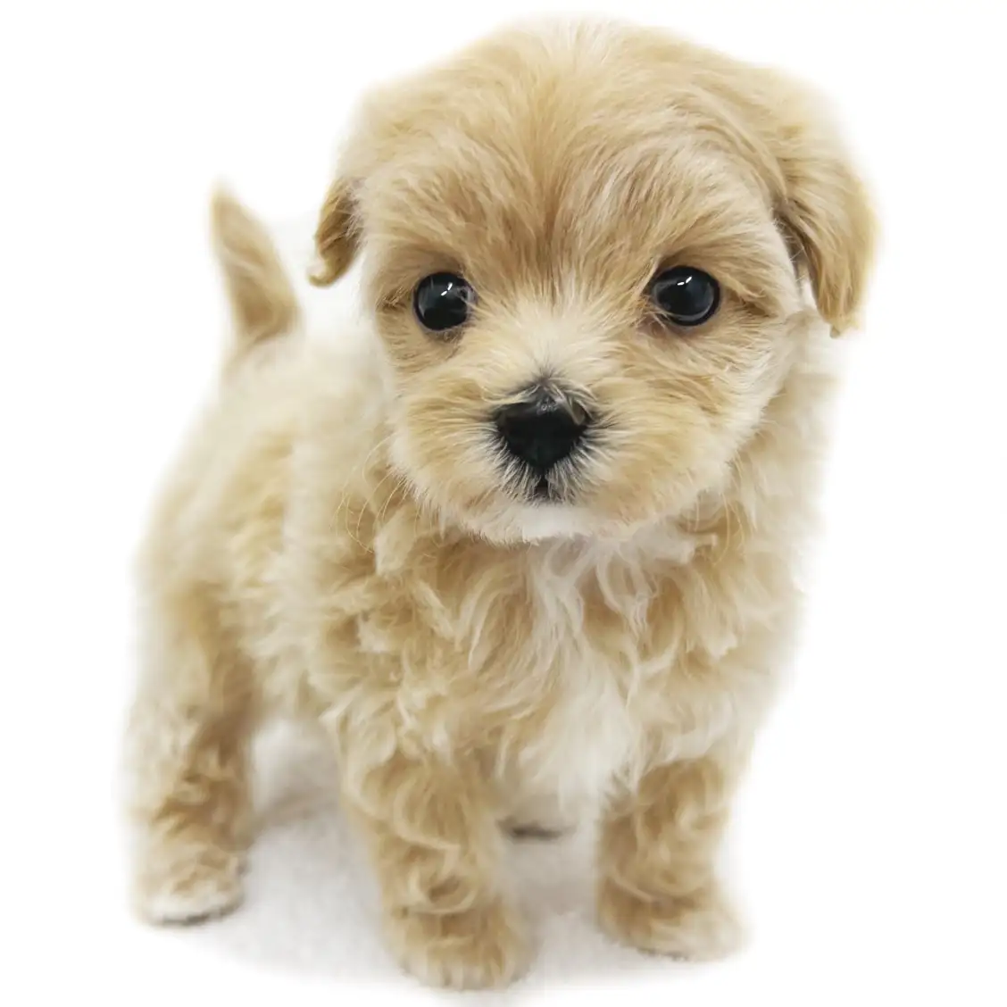 MIX(マルチーズ×トイプードル)