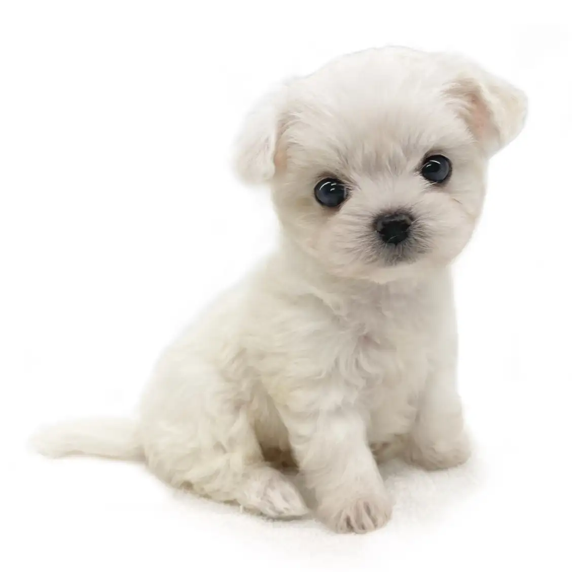 MIX(チワワ×マルチーズ)