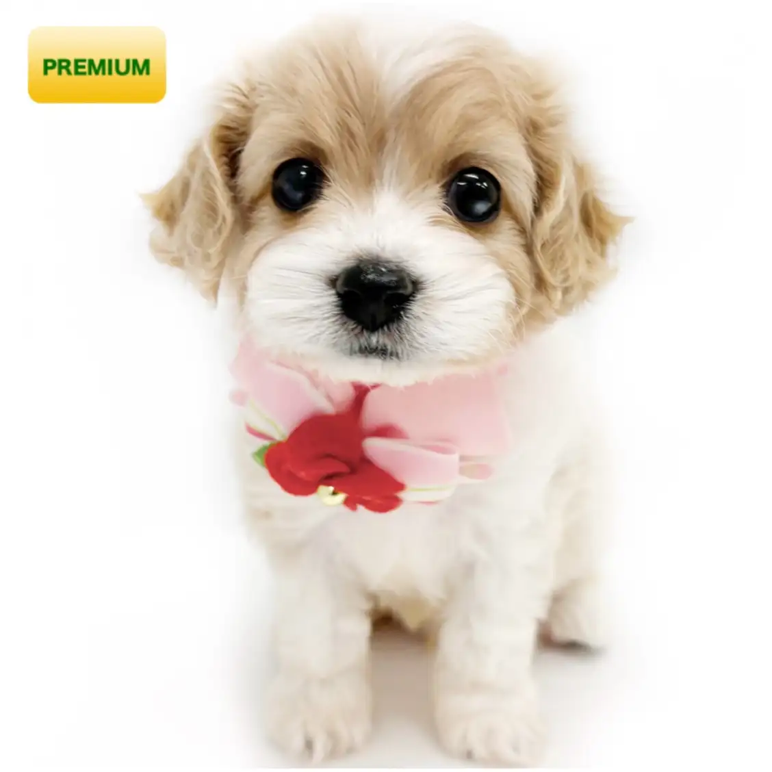 MIX(キャバリアキングチャールズスパニエル×ビションフリーゼ)