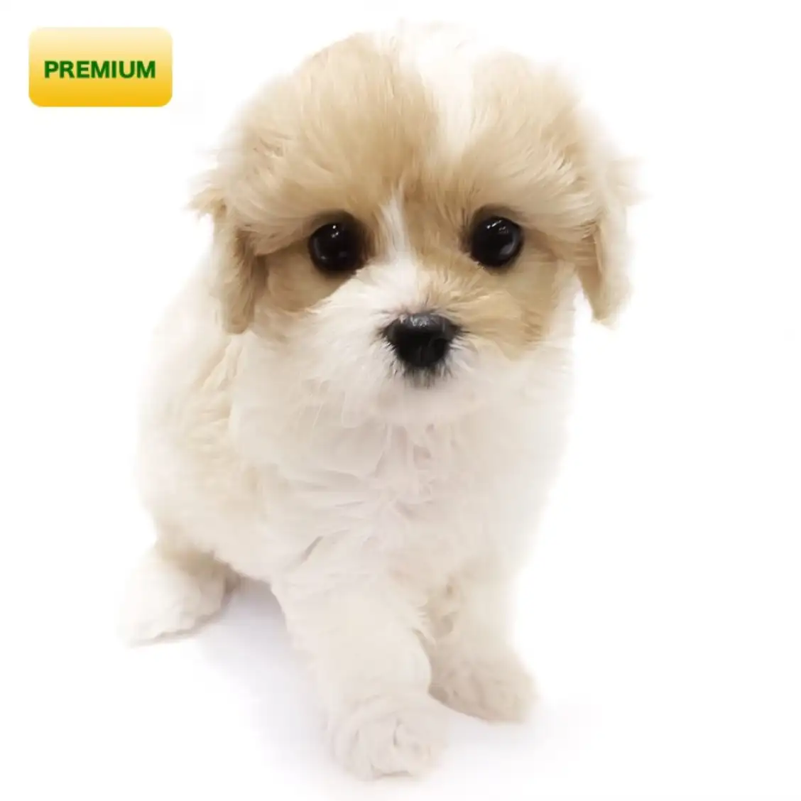 MIX(キャバリアキングチャールズスパニエル×ビションフリーゼ)