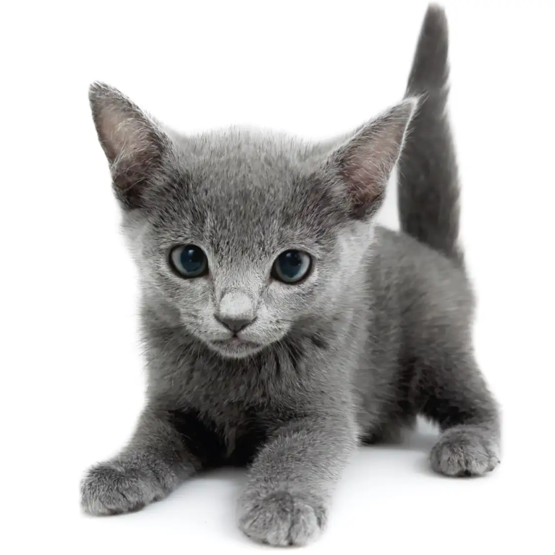 ロシアンブルー