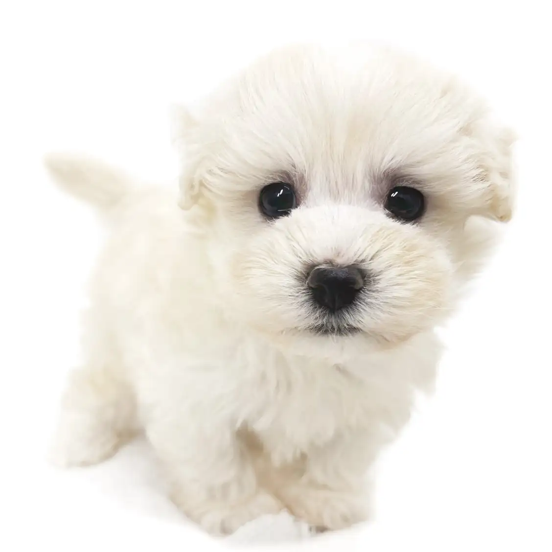 MIX(マルチーズ×トイプードル)