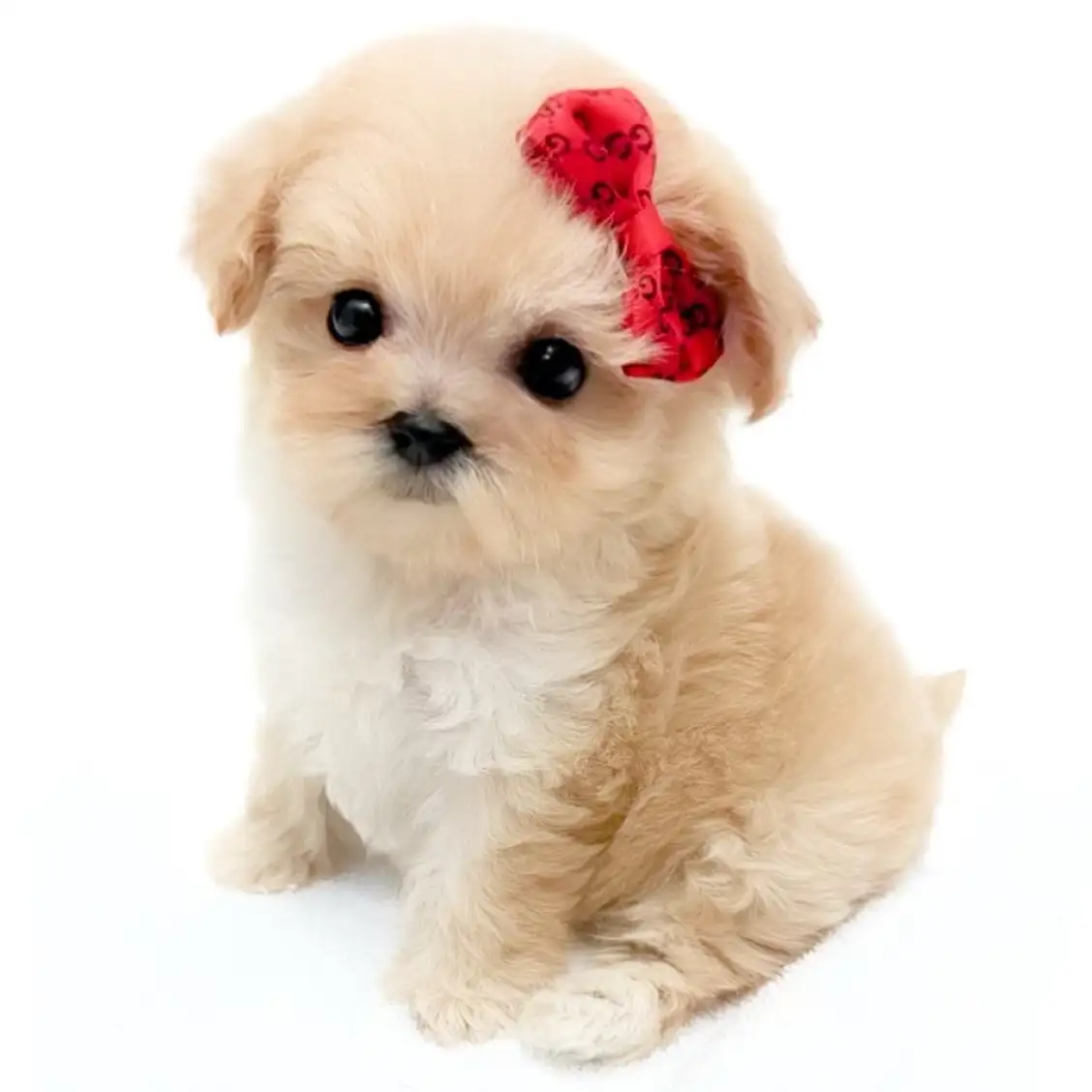 MIX(マルチーズ×トイプードル)