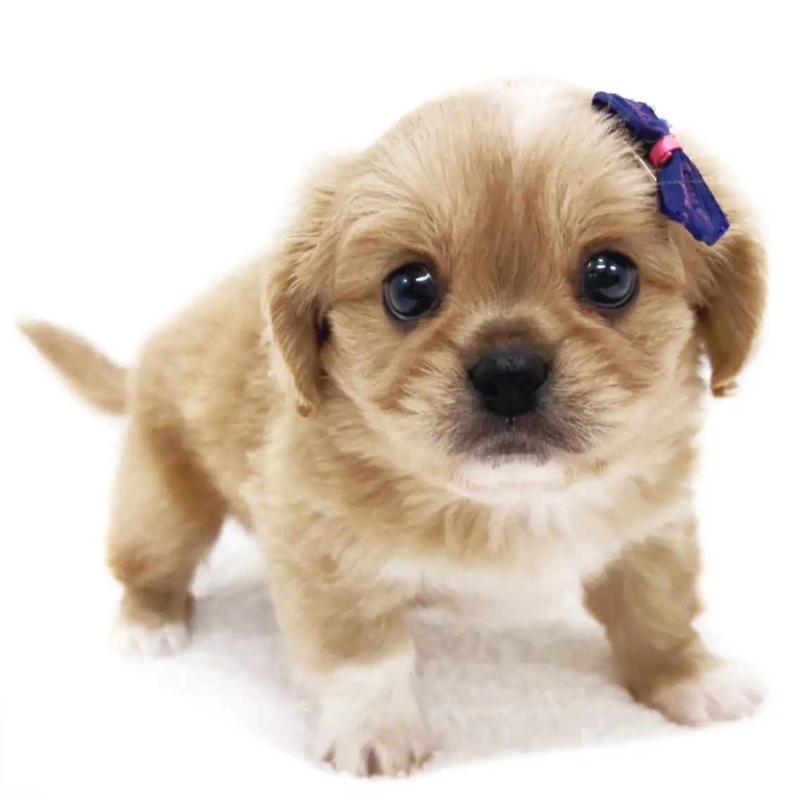 MIX(ペキニーズ×キャバリアキングチャールズスパニエル)