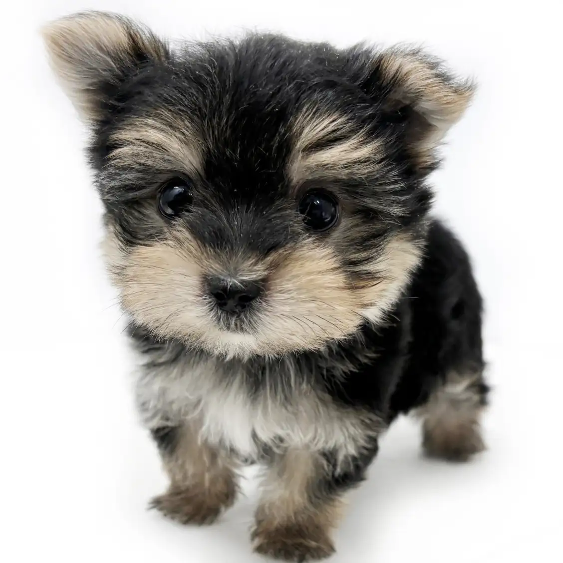 MIX(マルチーズ×ヨークシャーテリア)