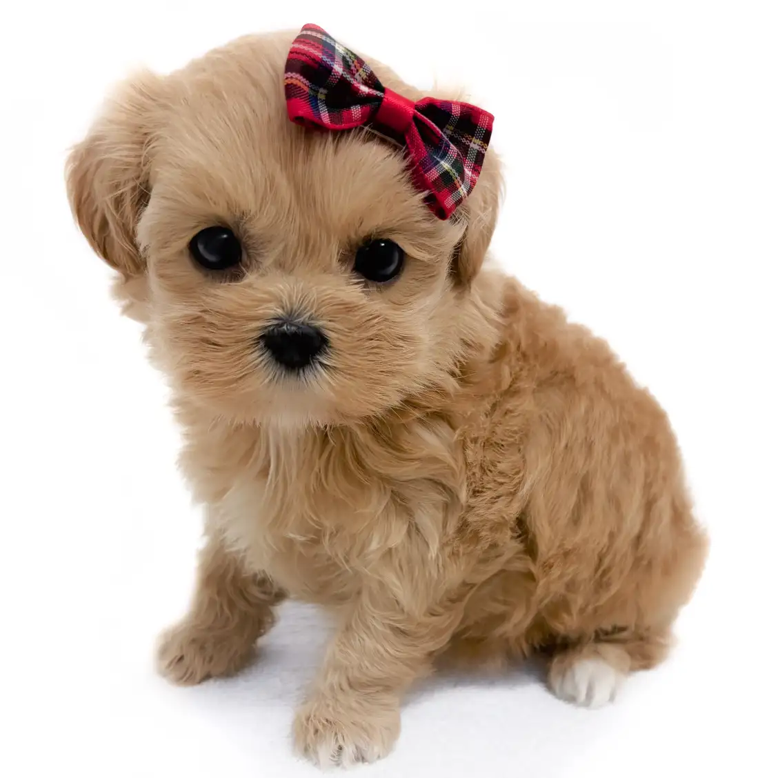 MIX(マルチーズ×トイプードル)