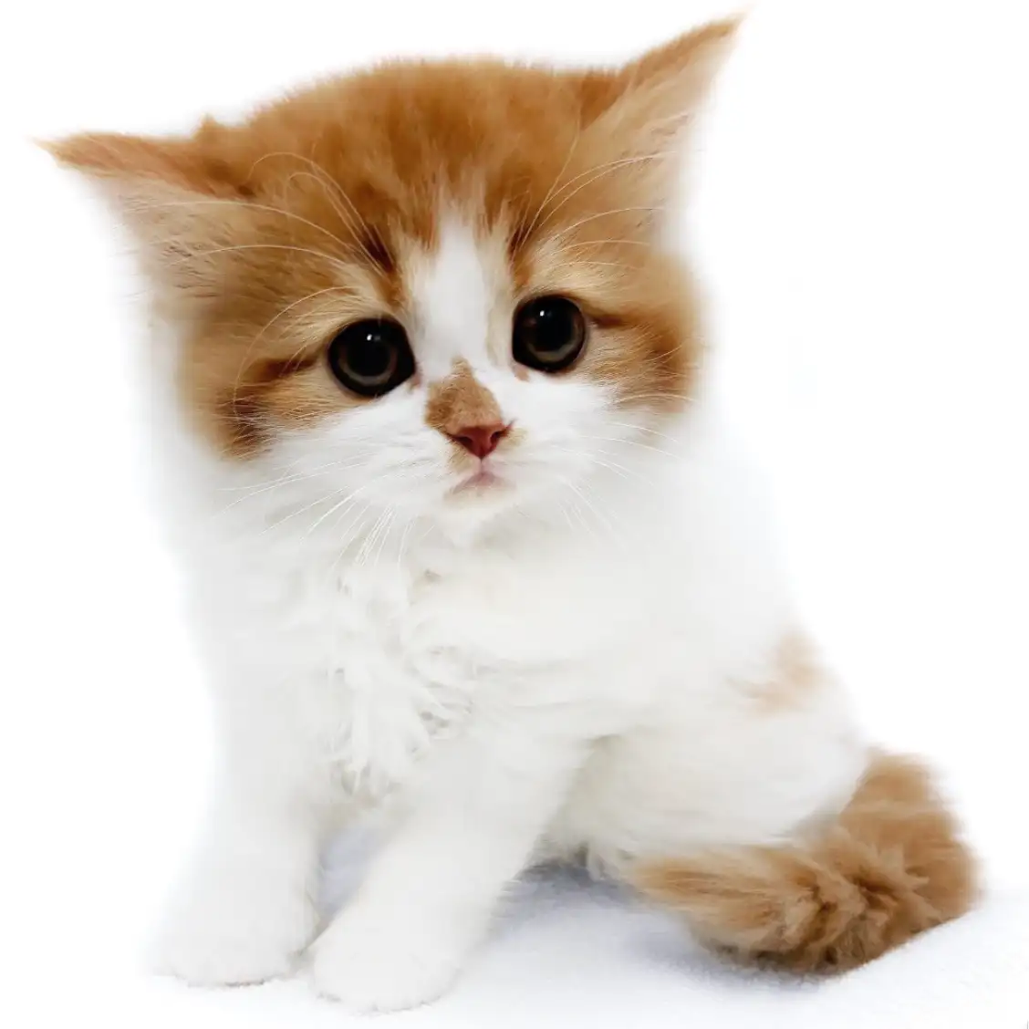 フォールデックス