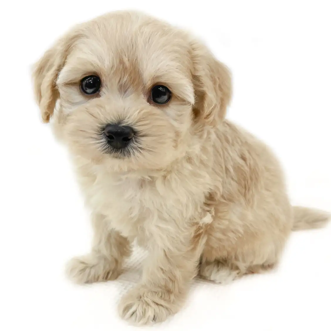 MIX(マルチーズ×トイプードル)