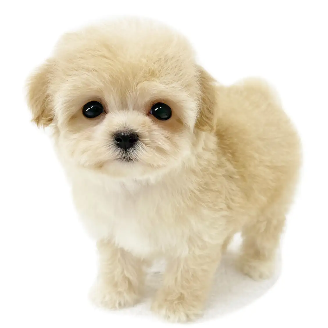 MIX(マルチーズ×トイプードル)