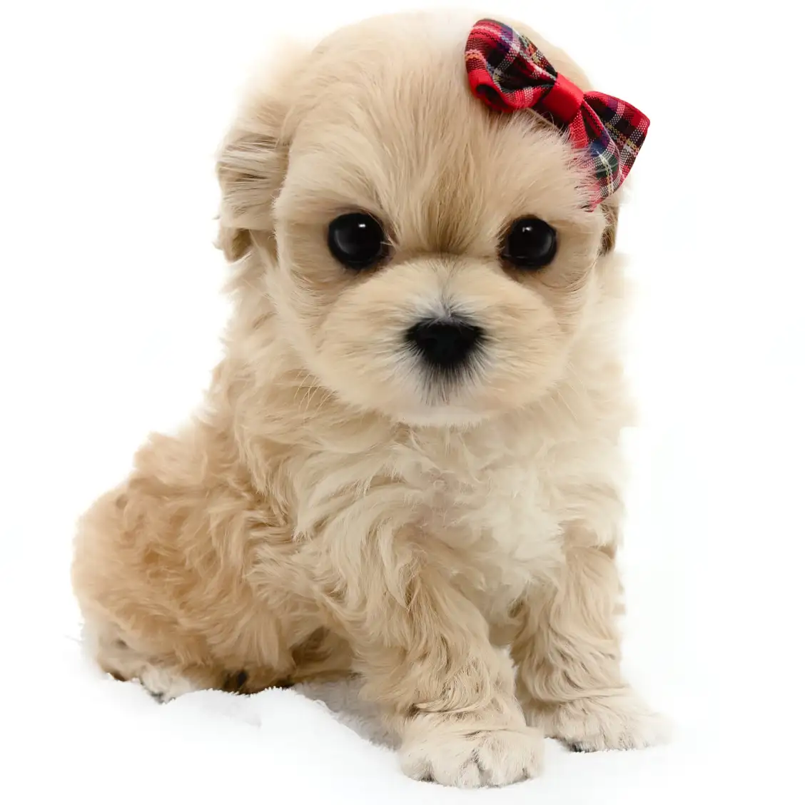 MIX(マルチーズ×トイプードル)