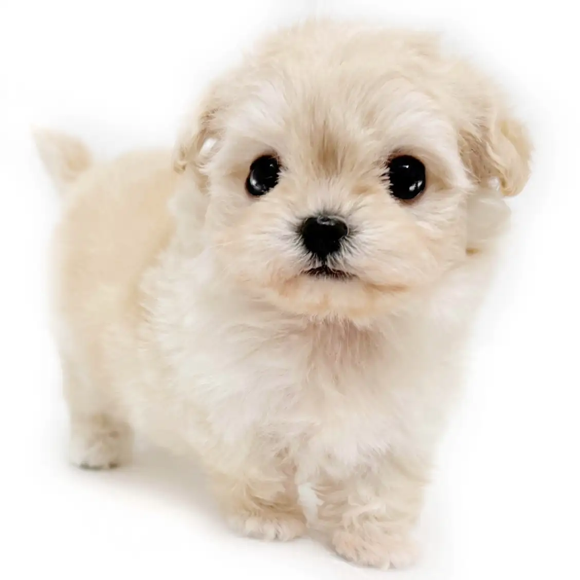 MIX(チワワ×トイプードル)