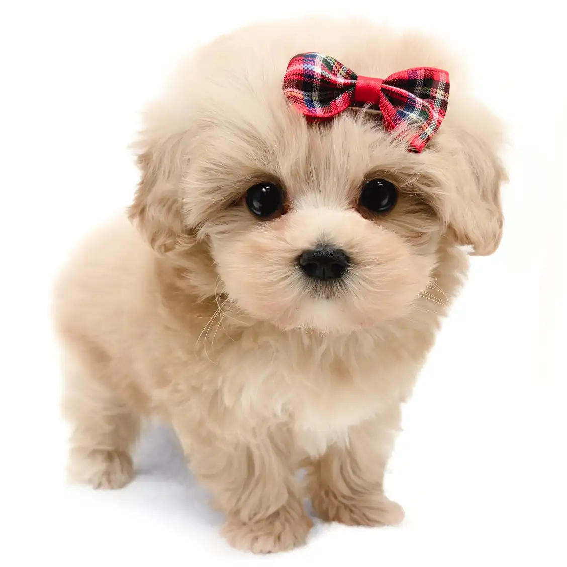 MIX(マルチーズ×トイプードル)