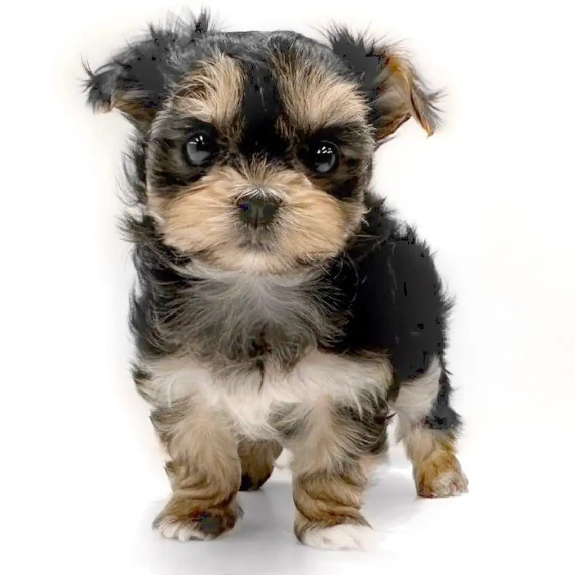 MIX(マルチーズ×ヨークシャーテリア)