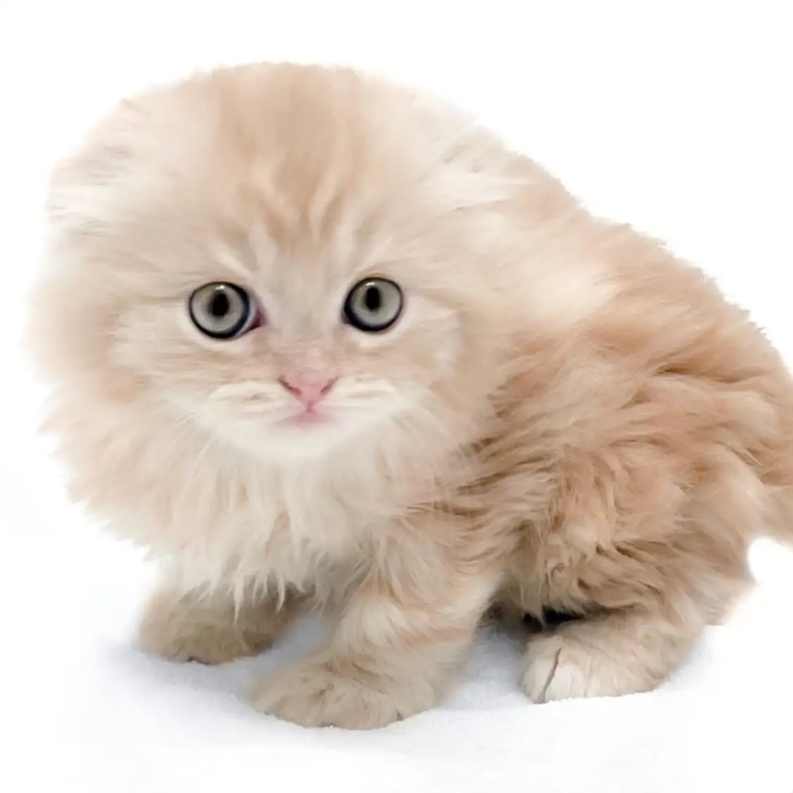 スコティッシュフォールド