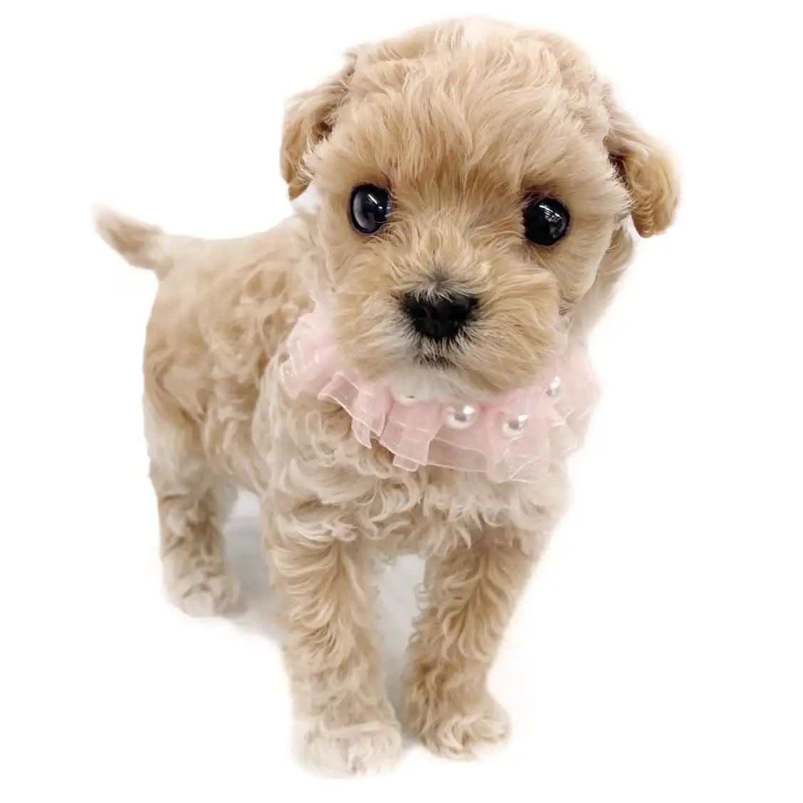 MIX(マルチーズ×トイプードル)