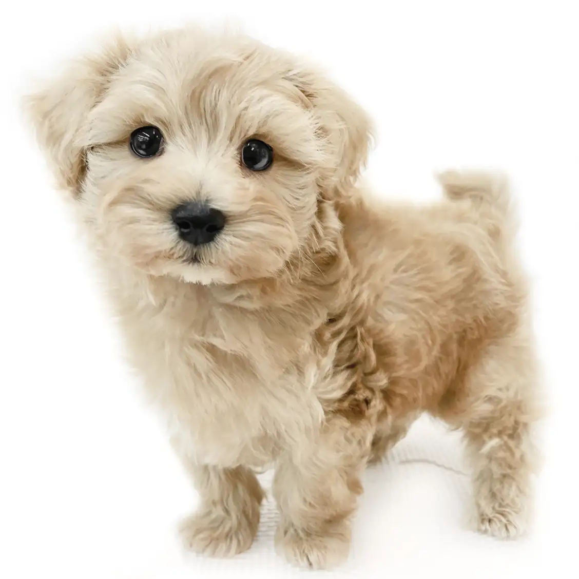 MIX(マルチーズ×トイプードル)