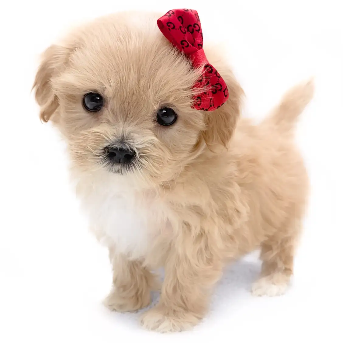 MIX(マルチーズ×トイプードル)