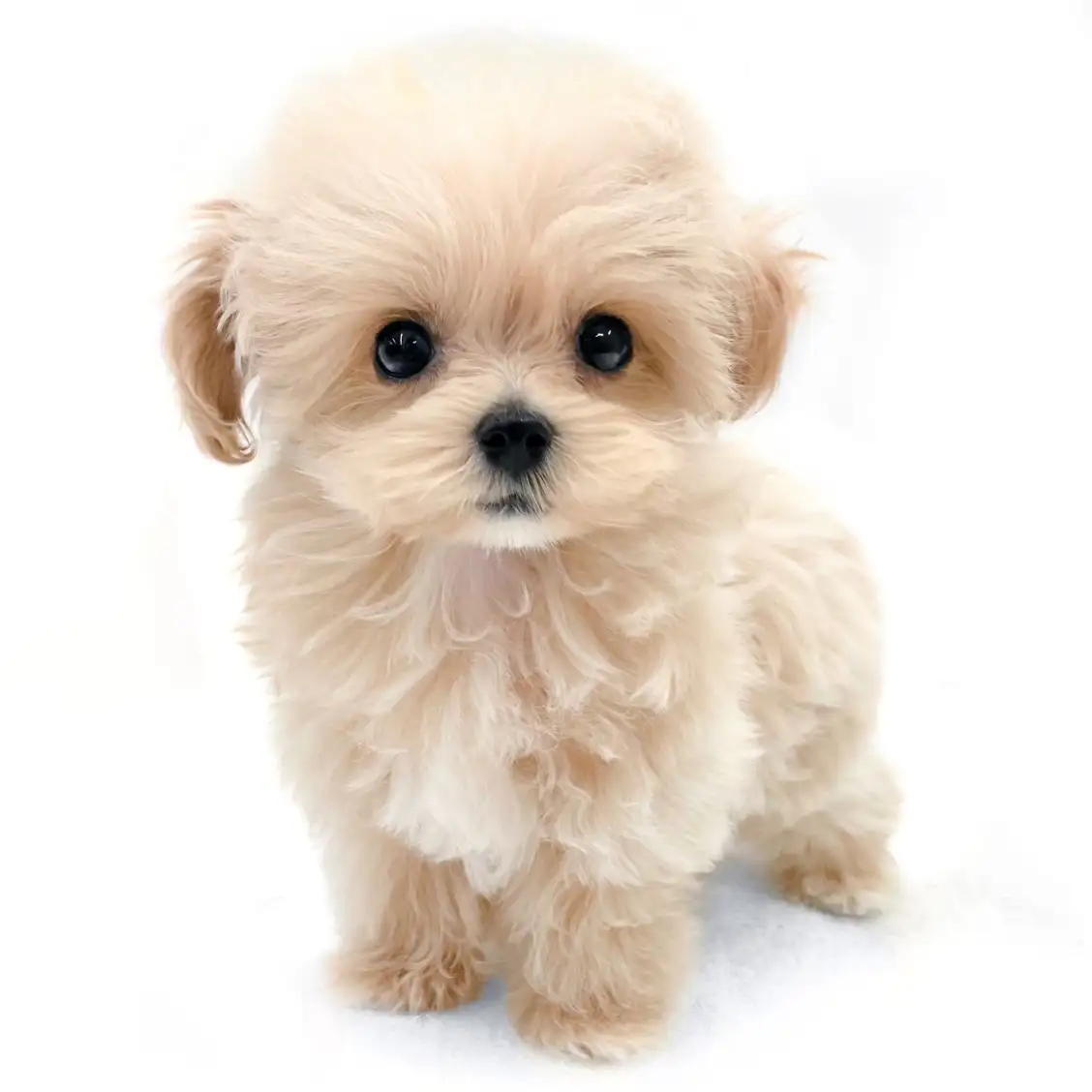 MIX(トイプードル×マルチーズ)