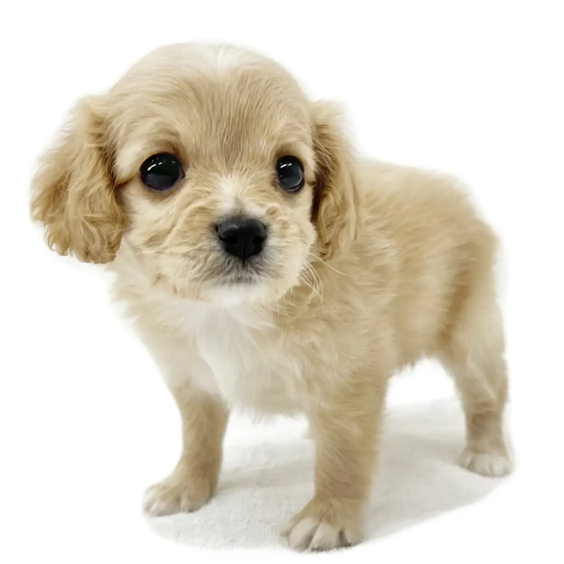 MIX(チワワ×ビションフリーゼ)