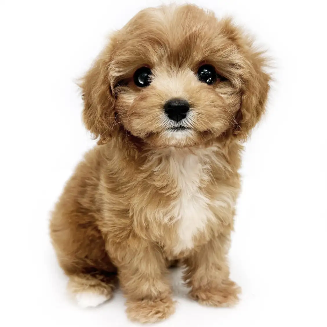 MIX（トイプードル×キャバリアキングチャールズスパニエル）