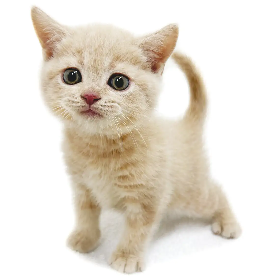 ブリティッシュショートヘア