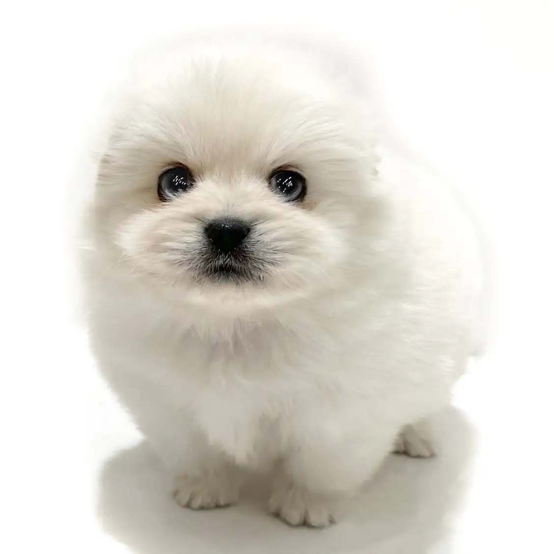 MIX(ペキニーズ×ポメラニアン)