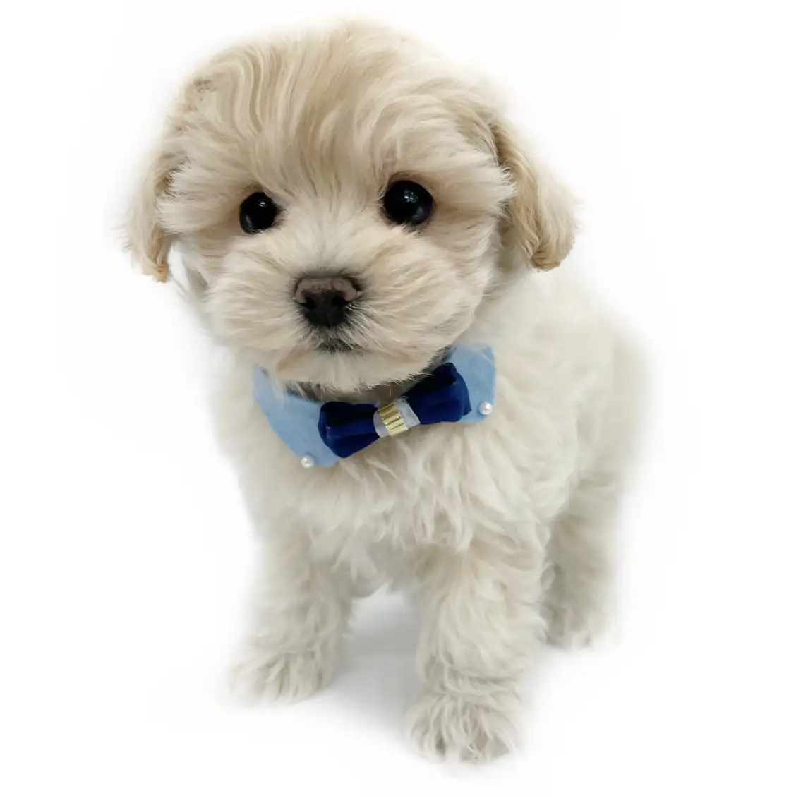 MIX(マルチーズ×トイプードル)