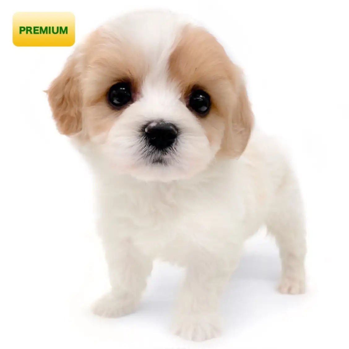 MIX(キャバリアキングチャールズスパニエル×ビションフリーゼ)