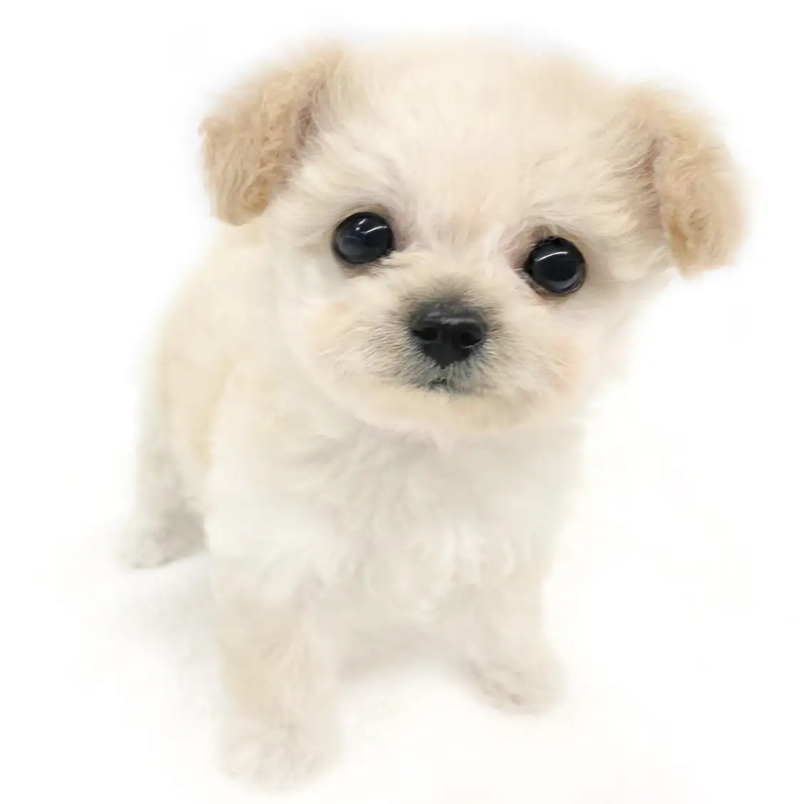 MIX(チワワ×トイプードル)