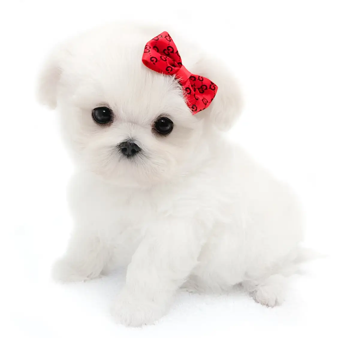 MIX(マルチーズ×トイプードル)