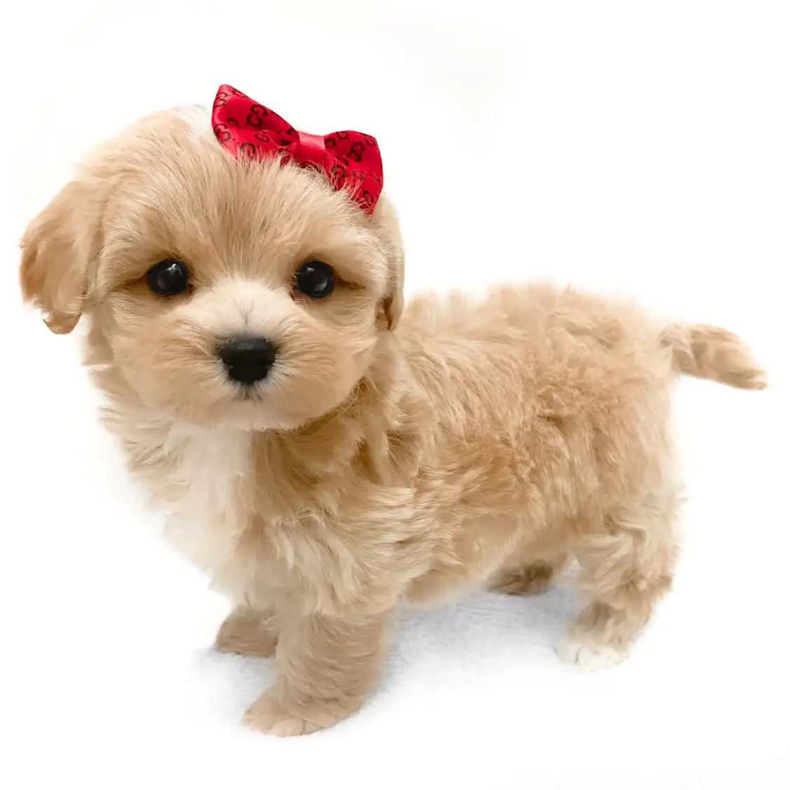 MIX(マルチーズ×トイプードル)