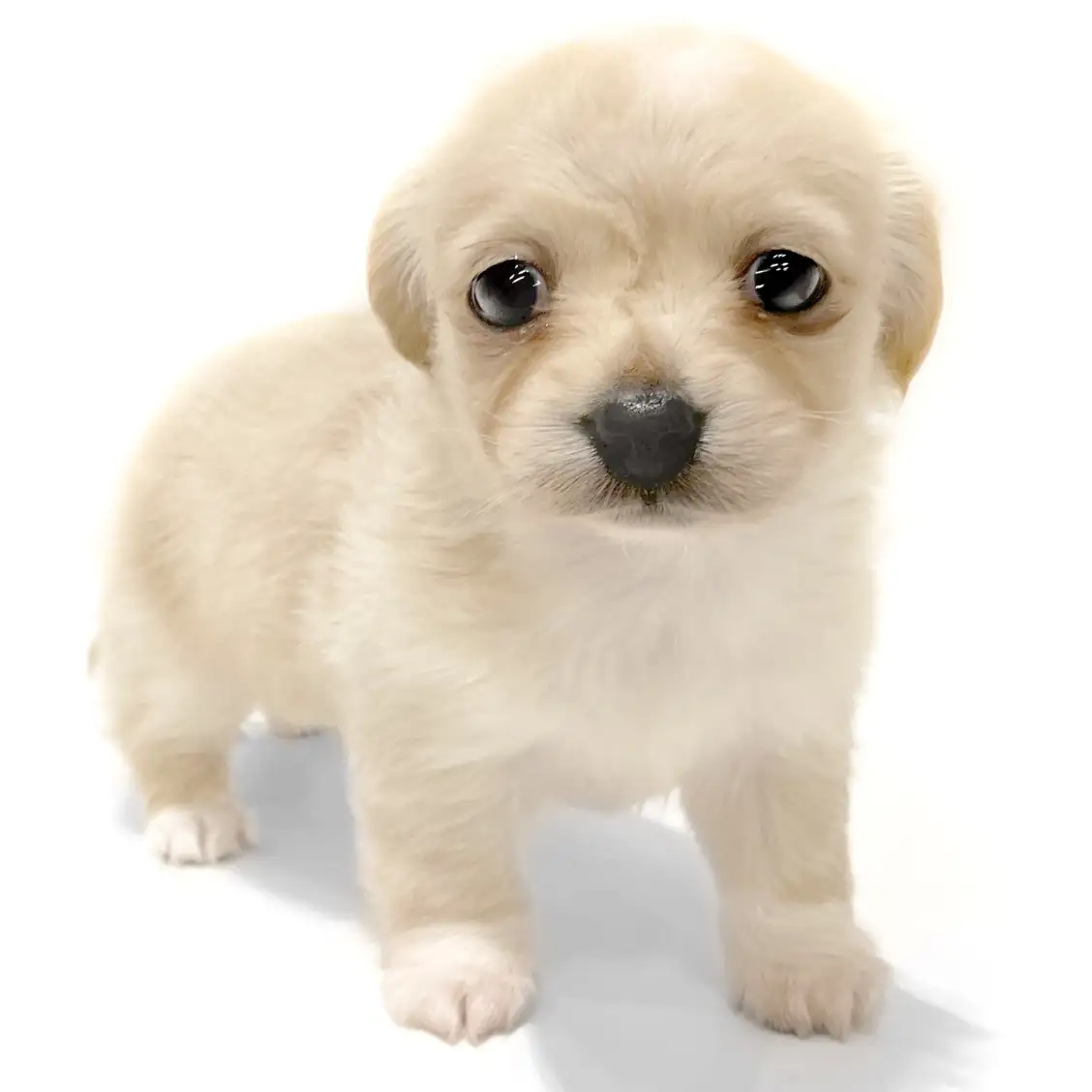 MIX(チワワ×ミニチュアダックスフント)