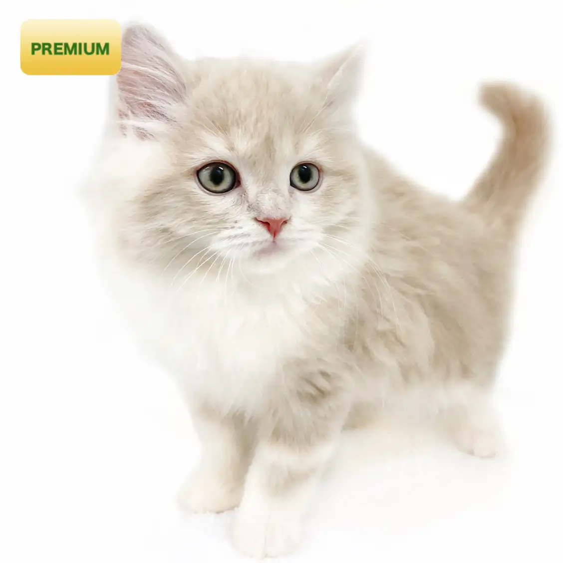 スコティッシュフォールド