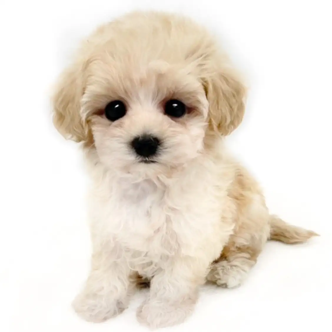 MIX(マルチーズ×トイプードル)